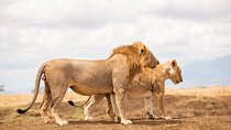 3 Days Private Mikumi National Park Wildlife Encounter Safari Tour