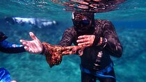 Snorkelling and Freediving experience