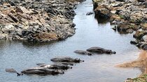 3 Days Selous (Nyerere) Safari from Zanzibar or Dar es salaam