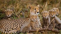 Cheetah encounter and Cape Wine lands Tour.