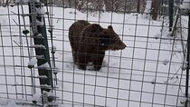 Private 2Day Tour from Bucharest to Brasov Peles & Bran Castles + Bear Sanctuary
