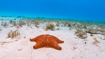 El Cielo the Breathtaking Snorkel Tour of Cozumel Cielito Beach & Lunch Included