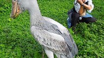 1 Day Shoebill Stork and Birding Experience 