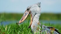 4-Day Birding in Murchison Falls National Park