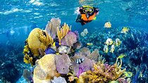 Tulum Reef Snorkel, ATV/Scooter/E-bike, Cenote Swim/Snorkel/Paddle Board + Lunch