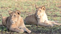 13 Day Uganda Safari with Gorillas, Chimps & Tree climbing lions