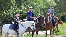 Matakana Art & Horse Riding Experience Private Tour From Auckland