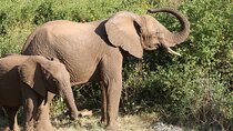 Private 2 Days Safari to Tarangire and Ngorongoro
