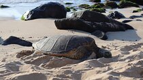 Circle Island Tour with Snorkeling & Turtles