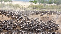 5 Days Uganda Gorillas and Masai Mara Comfort Wildlife Safari