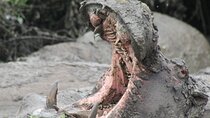 10-Days Uganda Gorillas and Chimpanzee Wildlife Discovery