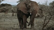 3-Day Private Tour of Tanzania with Pick Up
