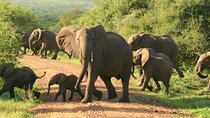 9-Day Tanzania and Rwanda Gorilla Trekking Private Safari
