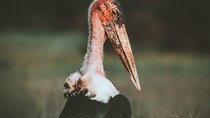 3 Days Shared Group Safari Tanzania