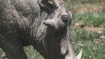 4 Days Tarangire, Serengeti and Ngorongoro Crater Camping Safari 