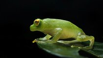 Guided Night Walk in Monteverde