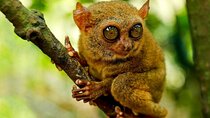 Cebu to Bohol: 2D and 1N with Bohol Tour and Firefly Tour