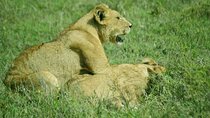 Tarangire National Park Day Trip