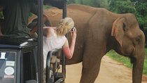 Half Day Safari Guided Tour