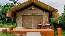 4 Days great of Maasai Mara Lake Nakuru joining safari