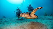 2 Dives for Certified Divers in Fujairah with lunch & transfer