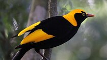 Bellthorpe Rainforest Private Tour