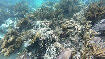 Snorkeling Adventure in Puerto Morelos Includes snack, Water and Round Trip.