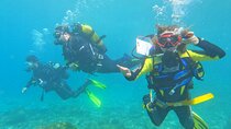 Diving in Los Cristianos, Tenerife
