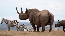 Giraffe Center, Elephant Orphanage and Nairobi National Park Day Tour Nairobi