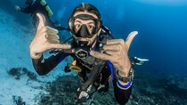 Sharks Bay Diving Trip 
