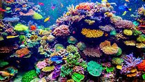 VIP Boat Trip with Diving and snorkeling in Hurghada 