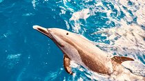 Dolphin Watching and Snorkeling on the West Coast of Oahu 