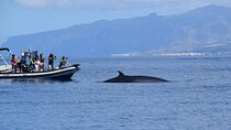 Bonadea II Ecological Whale Watching, 2 hours