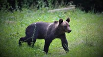Small-Group Wild Bear Observatory Watching Tour from Brasov