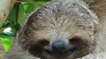 Rio Celeste and Sloth Sanctuary combo tour