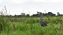Entebbe Eco Tour - Full Day 