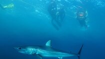Shark Safari & Snorkel Adventure in Cabo San Lucas