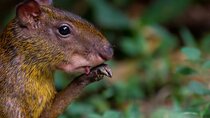 4 Days- Manu Peruvian Jungle