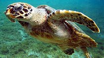 Marsa Mubarak Snorkeling Adventure with Optional Diving