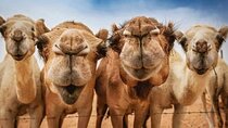 Vip 5 Hour Tangier Private Day Trip
