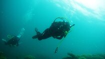 Diving Trip In Sharks Bay