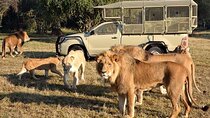 Lion and Safari Park tour.Pick up and drop off Privately 