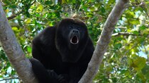 Private Tour from Guayaquil to Churute Ecological Reserve 