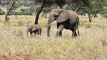 2-Days Private The Ultimate Tanzania Safari Tour