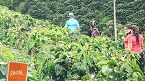  Coffee Heritage, A multisensory experience
