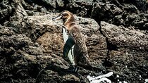 5 days Galapagos Top II