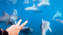 Wild Dolphin Swim Cruise