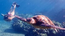 Snorkel with Turtles and Free Underwater Photos - Turtle Town