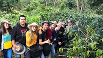 Cocora Valley, Salento and Coffee Farm Day Tour 