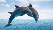 Full Day Private Dolphin Tour in Mauritius 